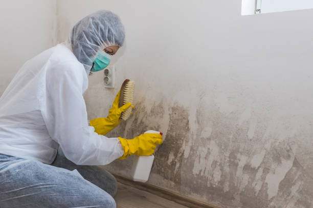 Trusted London, CA Mold Removal Services Experts